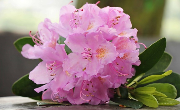 Флора leaf природи, Пелюстка, саду, рожева квітка, завод