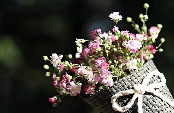 ชีวิตยังคง สตูดิโอถ่ายภาพ ธรรมชาติ สวน พืช ดอกไม้ สีสัน สวยงาม