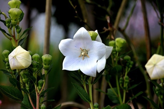 list, bílý květ, příroda, flora, zahrada, rostlina, květ, okvětní