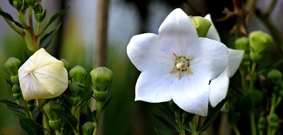 Біла квітка, флора, листя, природи, сад, завод, трава
