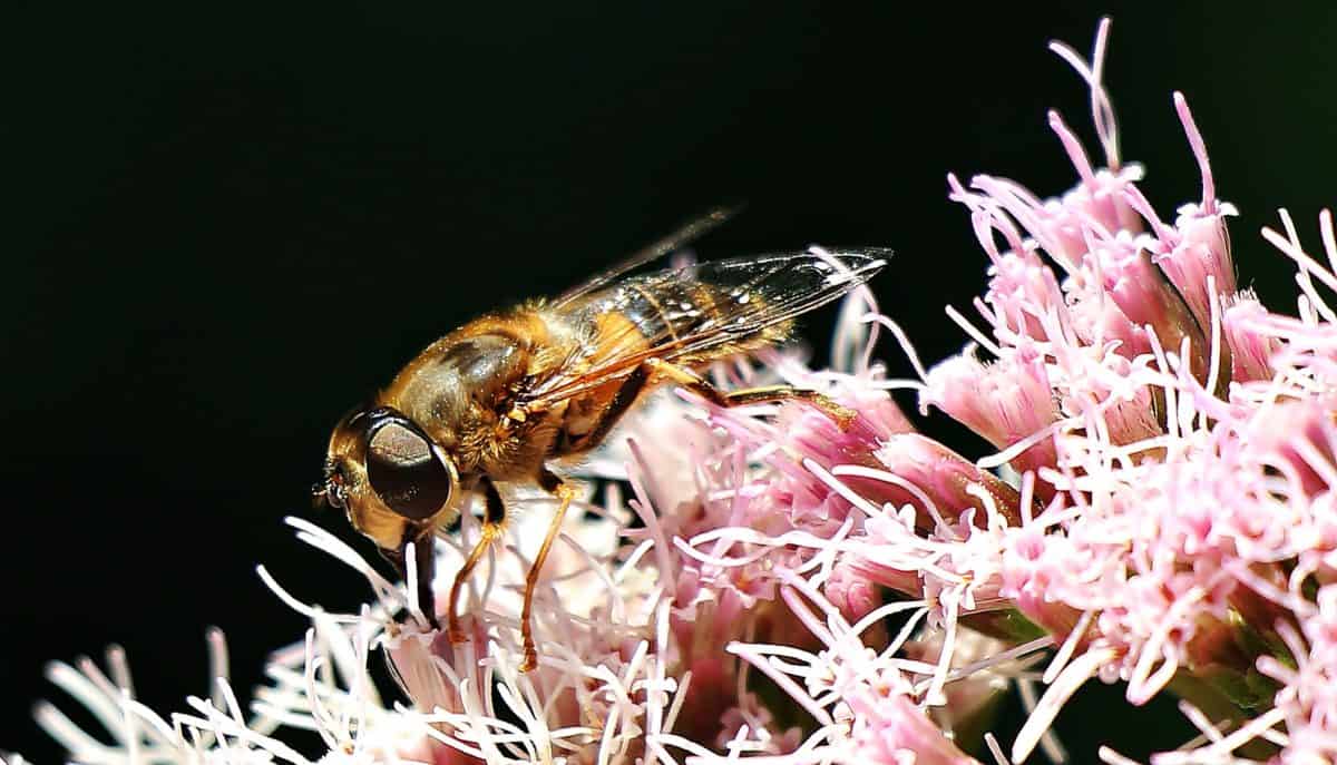 arthropode, macro, détail, nature, flore, abeille, pollen, insectes
