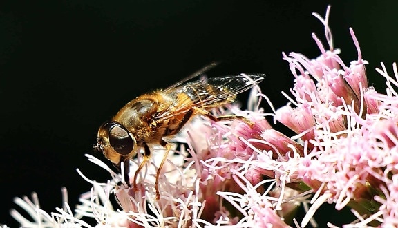 stawonogów, makro, detal, natura, flora, Pszczoła, pyłek, owad