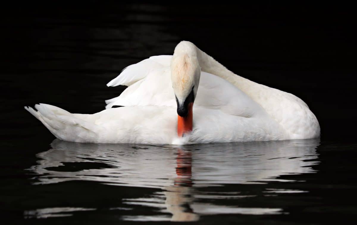 Cisne branco, pássaro, reflexão, água, animais selvagens, animal, ao ar livre
