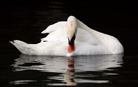 Bijeli labud, ptica, odraz, voda, biljni i životinjski svijet, životinja, vanjski