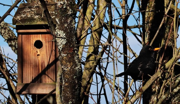 tree, wood, birdhouse, nature, wildlife, nest, black bird, shelter