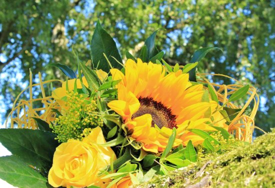 sunflower, flora, summer, nature, leaf, rose flower, garden, detail, petal