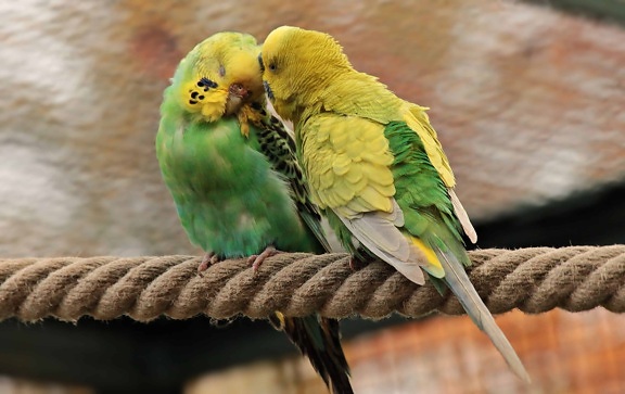 Papoušek, pták, lana, láska, barevné, přírody, zvířat