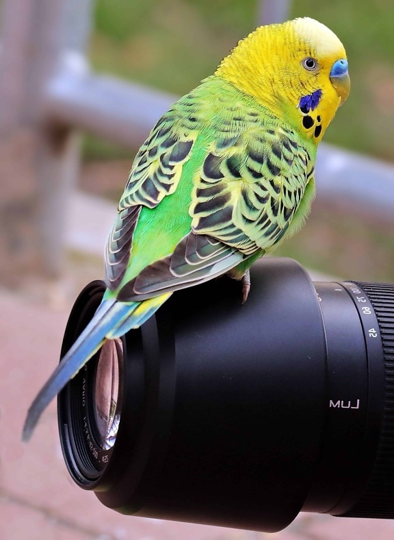 photo camera, bird, nature, animal, colorful, lens, object