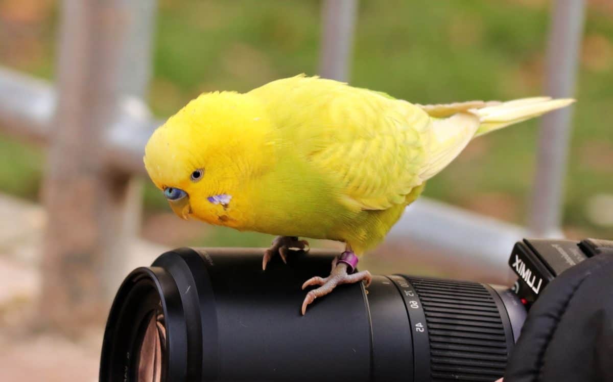 fugl, dyr, foto kamera, objektiv, utendørs, papegøye