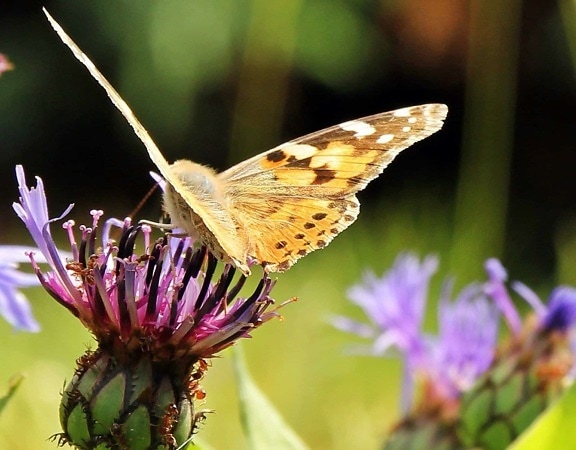Hoa bướm, côn trùng, động vật hoang dã, cánh, bướm, thiên nhiên, mùa hè