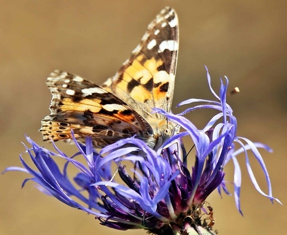 дивата природа, природа, молец, лято, цветя, насекоми, пеперуда, животно