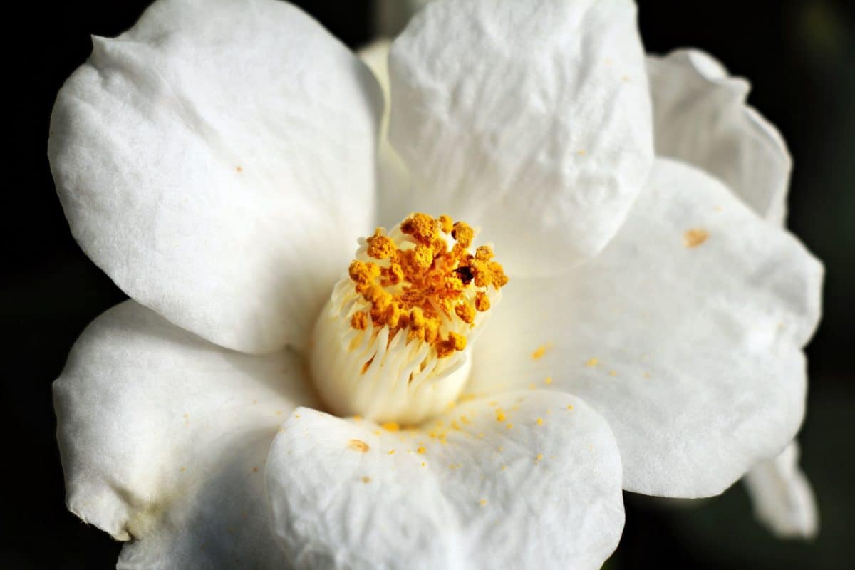 makro fotografija, bijeli cvijet, tučak, prirode, flore, biljka, lijepa