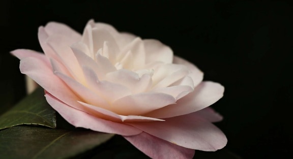 บัวขาวพืช ใบ ธรรมชาติ ดอก ดอกไม้ กุหลาบ พืช กลีบดอก สีชมพู