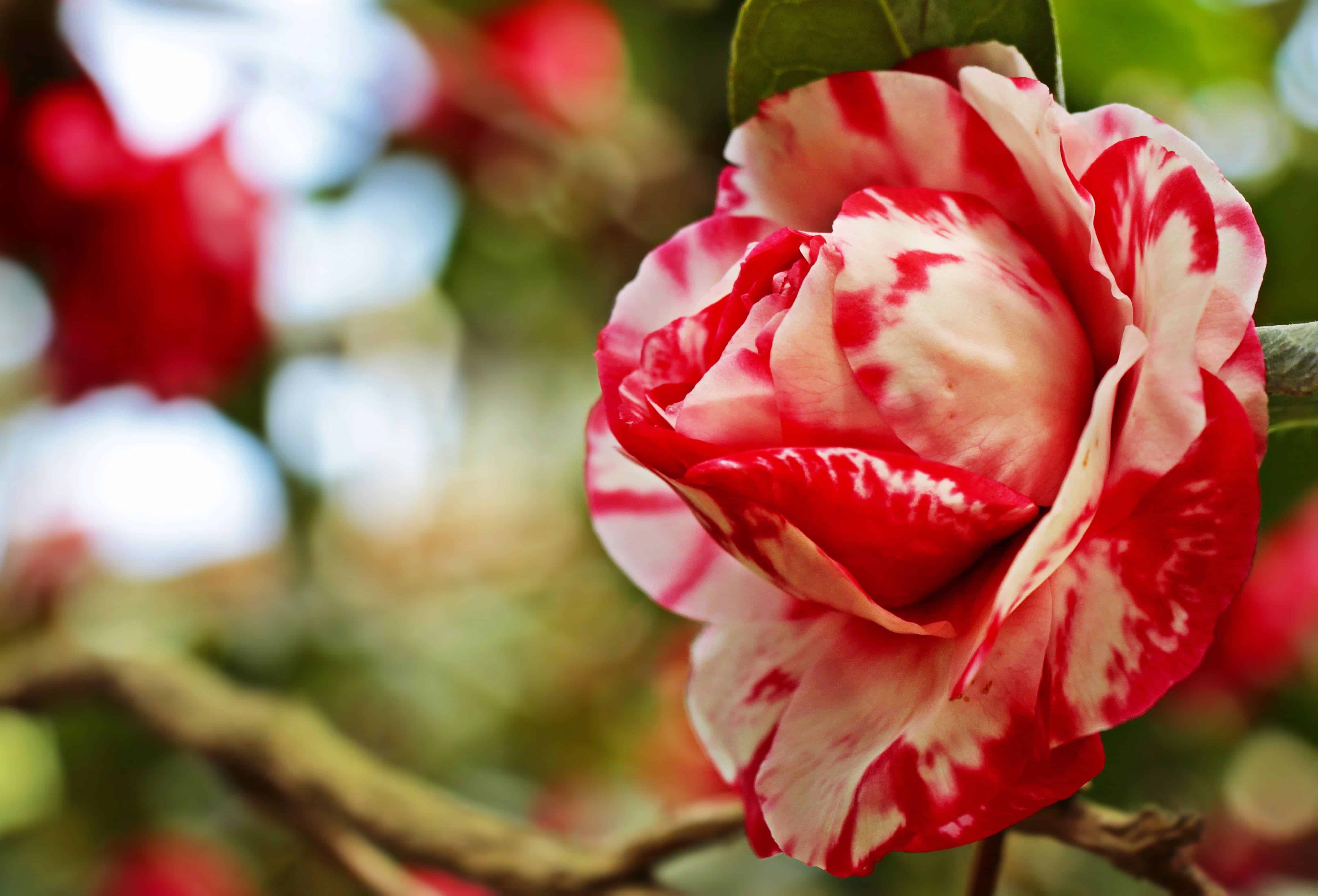 フリー写真画像 自然 花 葉 赤いバラ 花びら ピンク 庭 カラフルな植物