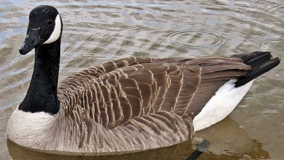 канадска гъска, водоплаващи, природа, птици, вода, езеро, птица