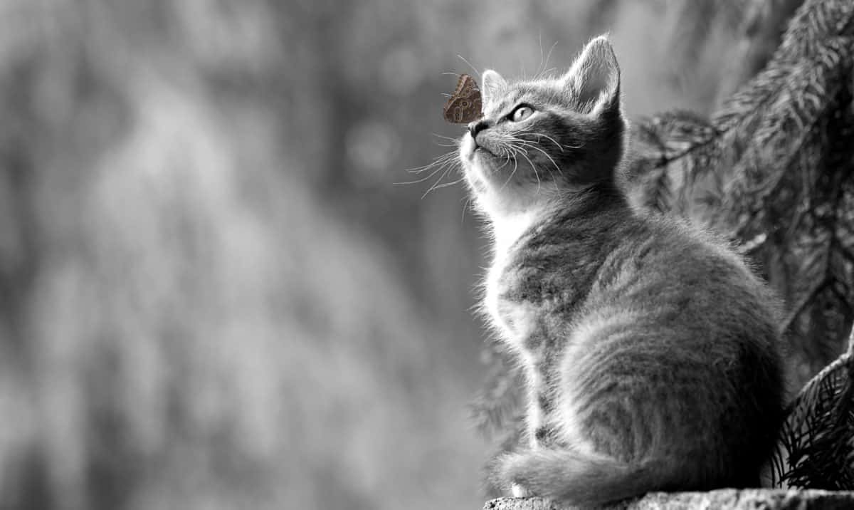 フリー写真画像 モノクロ 猫 かわいい 動物 毛皮 子猫 若い