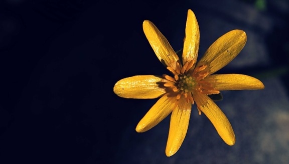 สตูดิโอถ่ายภาพ ดอกไม้ ดอกไม้สีเหลือง สวน ธรรมชาติ พืช