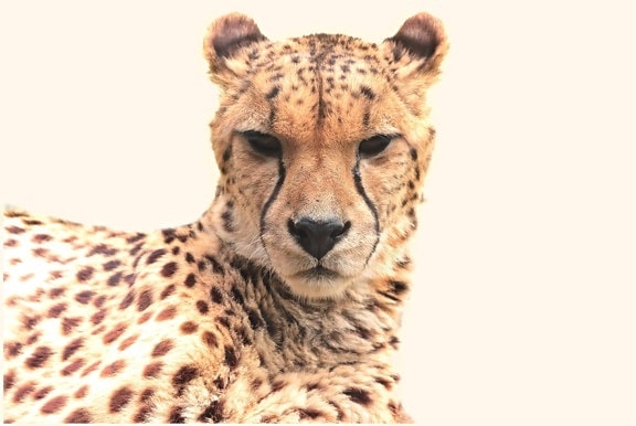 Wild, selvaggio gatto, animale, fauna selvatica, safari, leopardo, testa