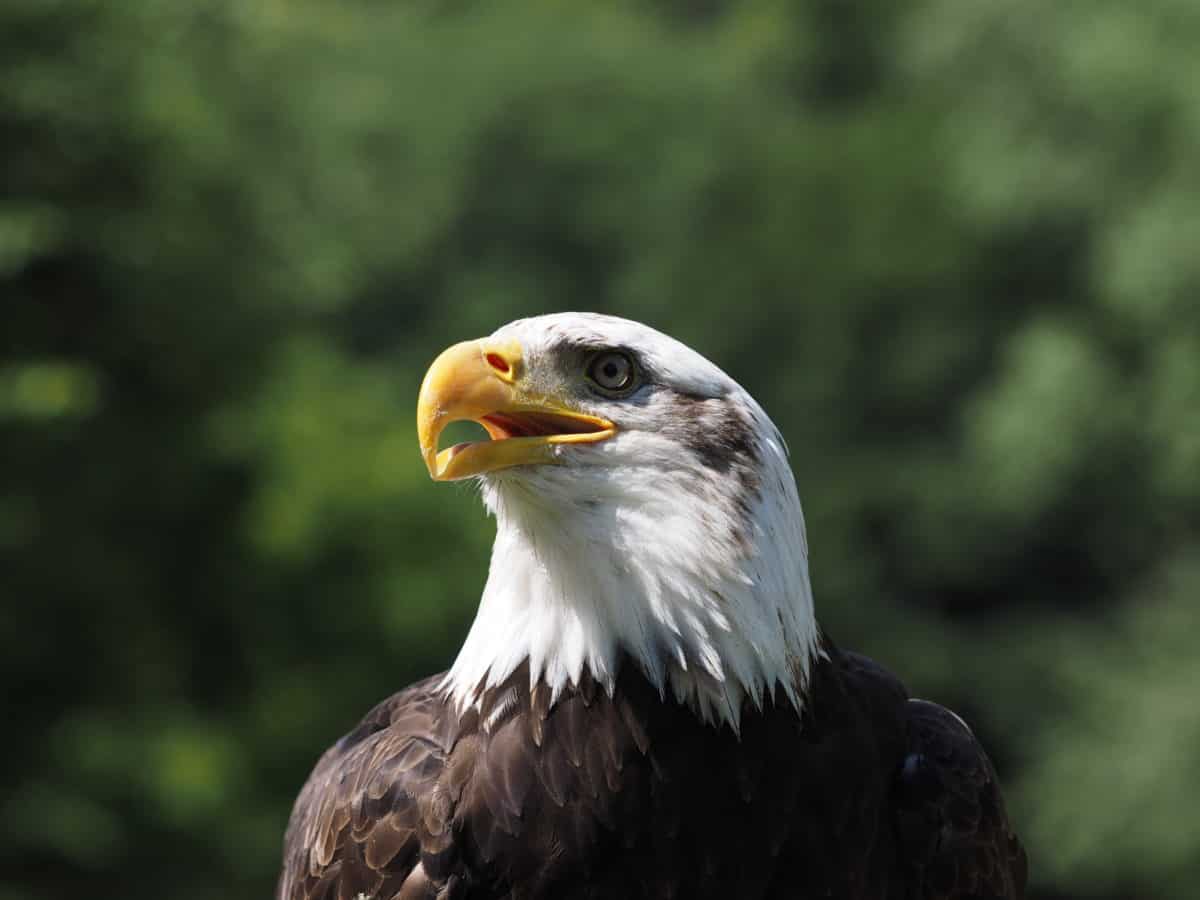 bald eagle, wildlife, ornithologie, natuur, vogel, snavel, hoofd, predator, veer