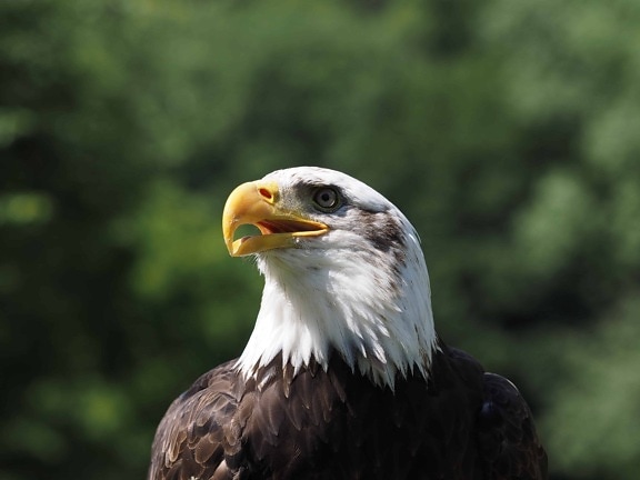 Aquila calva, fauna selvatica, Ornitologia, natura, uccelli, becco, testa, predator, piuma