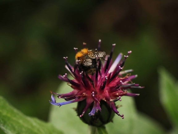 abeille, métamorphose, jardin, feuille, nature, été, insectes, pollen, fleur
