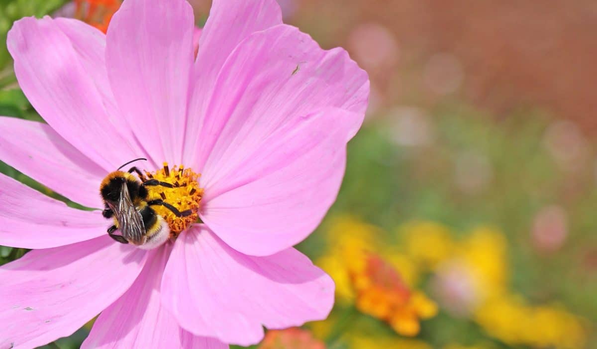 Природа, цветок., насекомое, пыльцы, флора, лето, пчела, завод