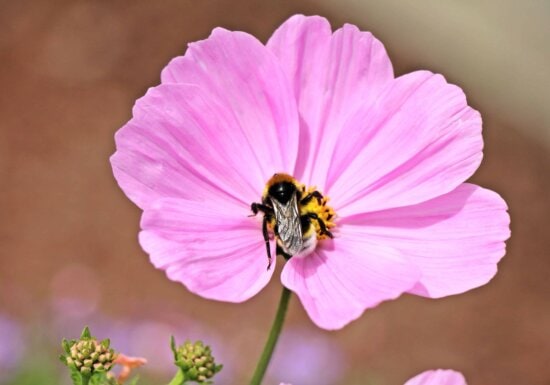 flor, polen, insectos, flora, abeja, naturaleza, metamorfosis, planta, rosa, jardín