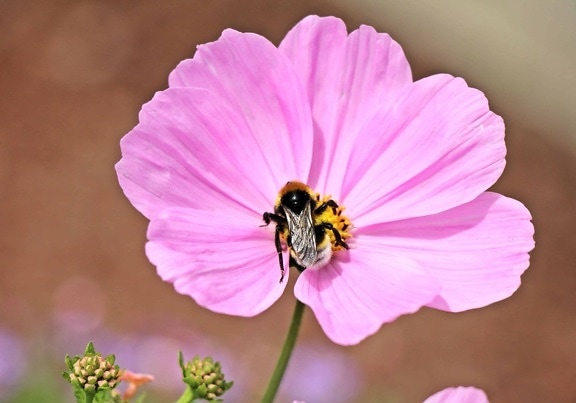 květina, pylu, hmyzu, flora, včela, příroda, proměna, rostlina, růžová, zahradní