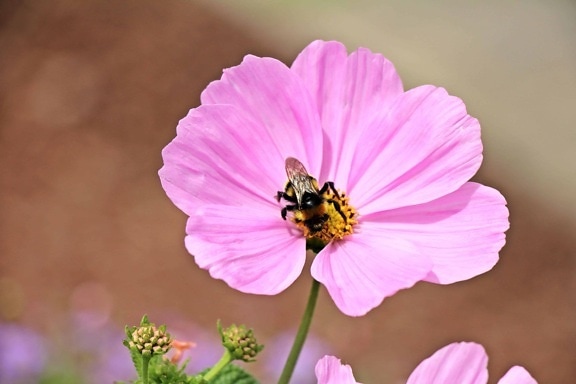 bee, insect, flora, nature, flower, pink, plant, blossom, petal, garden