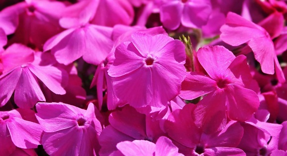 Лето, цветок, Лепесток, летнее, пестик, флора, Сад, природа, красивые, завод