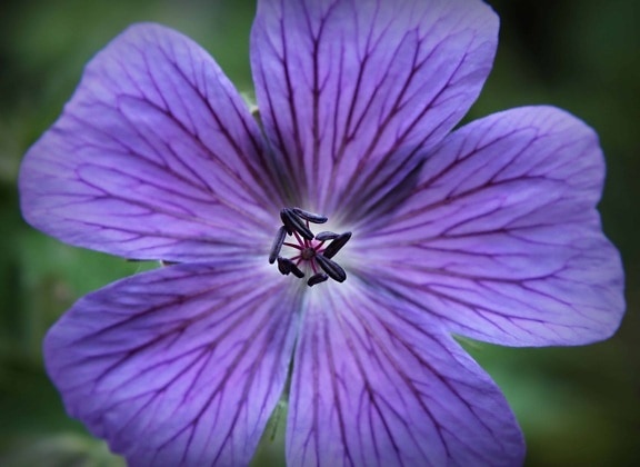 macro fotografía, detalle, púrpura, jardín, flor, naturaleza, flora, horticultura