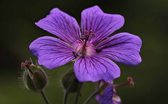jardin, purple, lumière du jour, pistil, fleur, nature, plante, horticulture