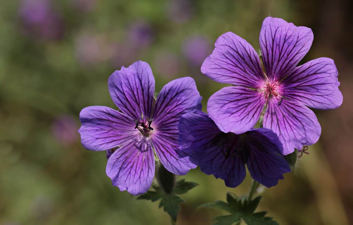 purple, horticulture, pistil, flower, nature, daylight, outdoor, garden, plant