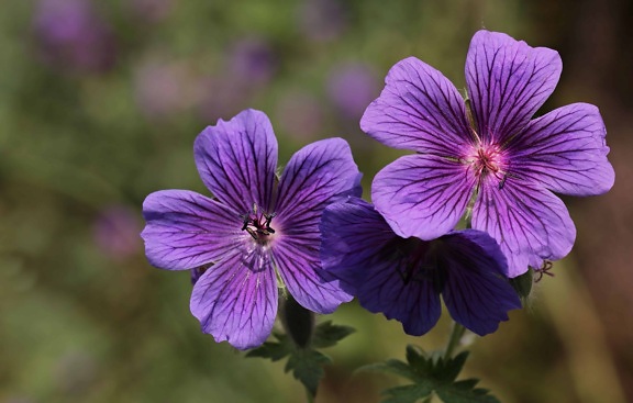 фиолетовый, Садоводство, пестик, цветок, природа, летнее, Открытый, Сад, растения