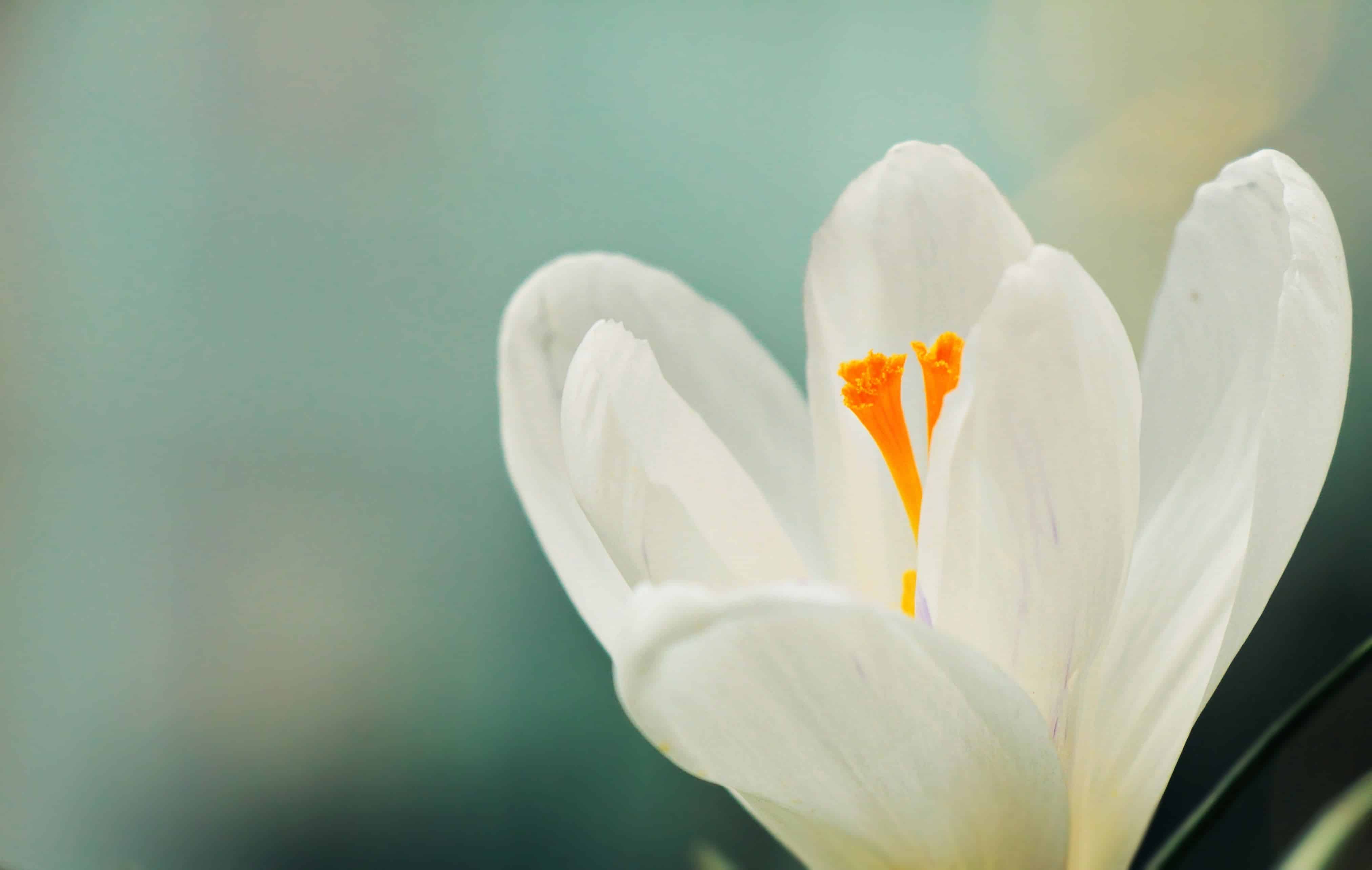 フリー写真画像 クロッカス 白の花 葉 植物 自然 花 植物 夏 植生