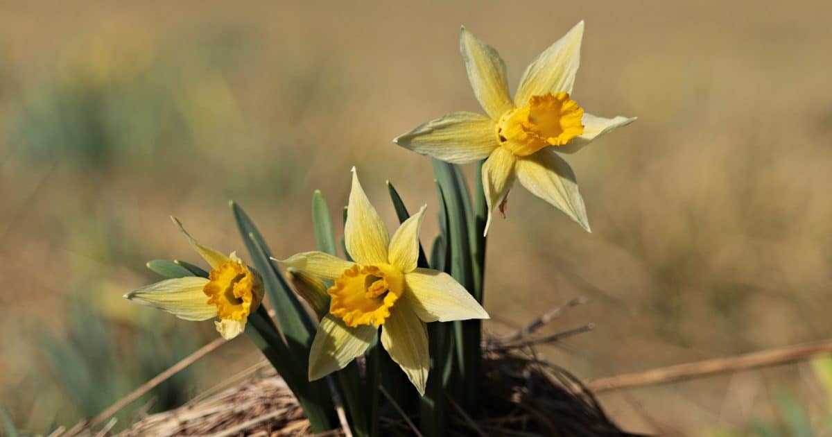 flore, nature, jonquille, fleur jaune, Narcisse