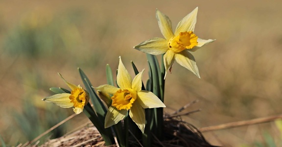 Флора, природа, блідо-жовтий колір, жовта квітка, Нарцис