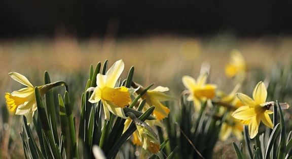bunga narcissus flora, Taman, alam, daffodil, daun