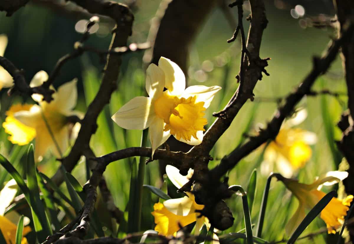желтый цветок, Сад, лист, флора, природа, Нарцисс, Открытый, летнее