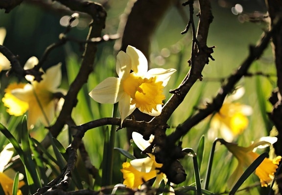 жовта квітка сад leaf, флора, природа, Нарцис, відкритий, (літо)
