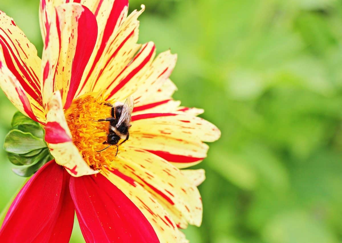градинарство, пчела, насекомо, лято, цвете, Градина, флора, природа, листа