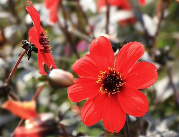Червона квітка саду флори, літо, природи, pistil