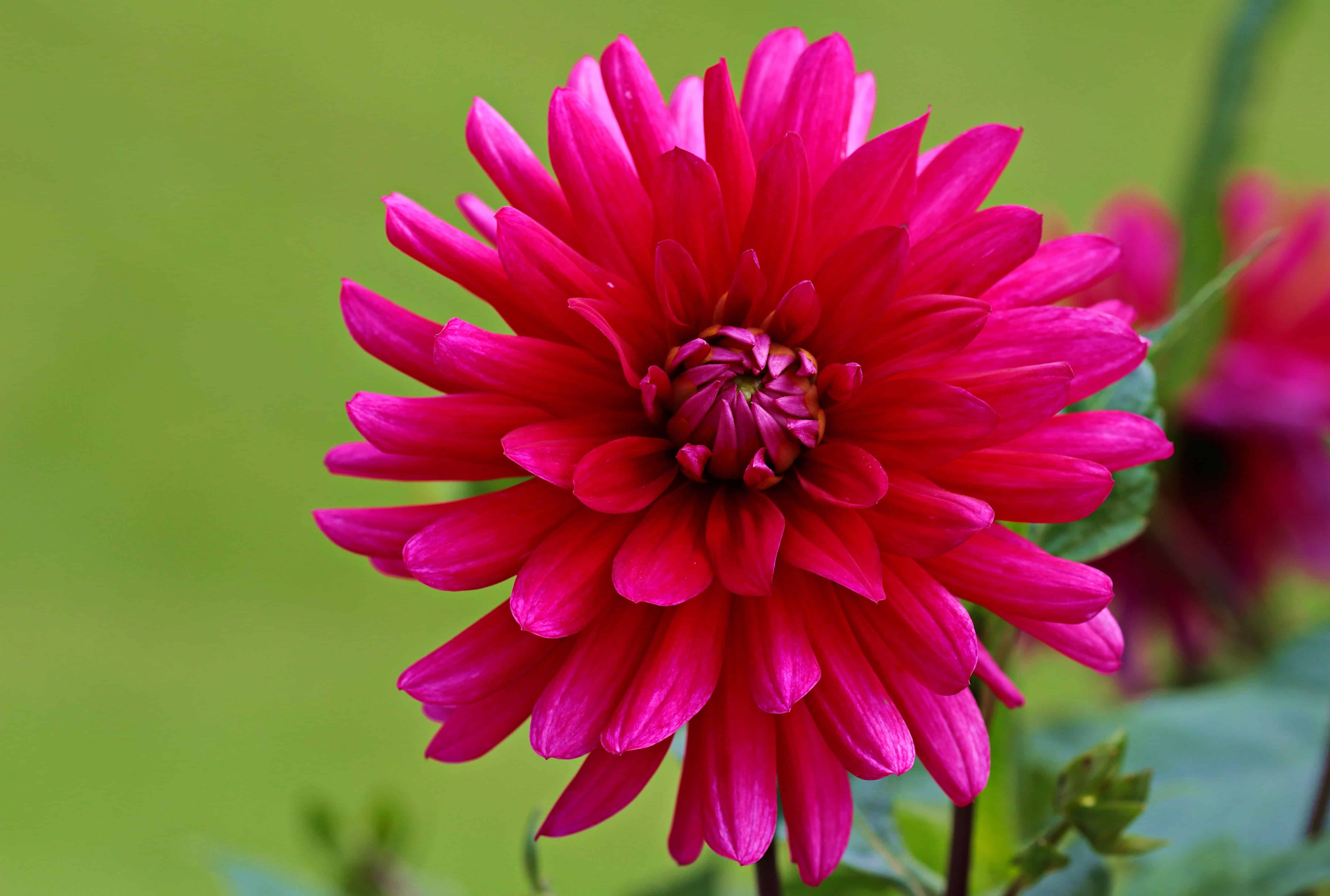 フリー写真画像 花びら 自然 庭園 花 植物 夏 ピンク 花