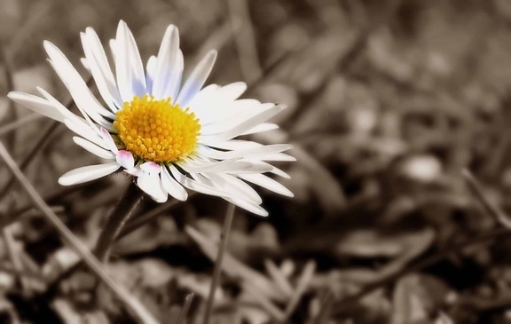 Fotomontaż, sepia, czarno-biały, biały kwiat, biały, roślin, pyłek, flora, Płatek