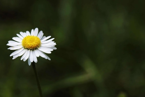 Daisy Blume, Pflanze, Kraut, Blüte, Garten