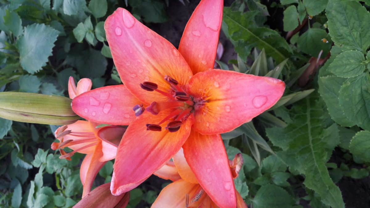 Lily Květina, flora, zahrada, příroda, léto, pestík, zahradnictví, okvětní lístek