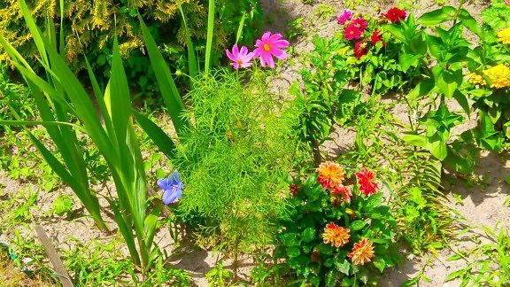 blad, blomma, trädgård, natur, flora, sommar, ört, växt
