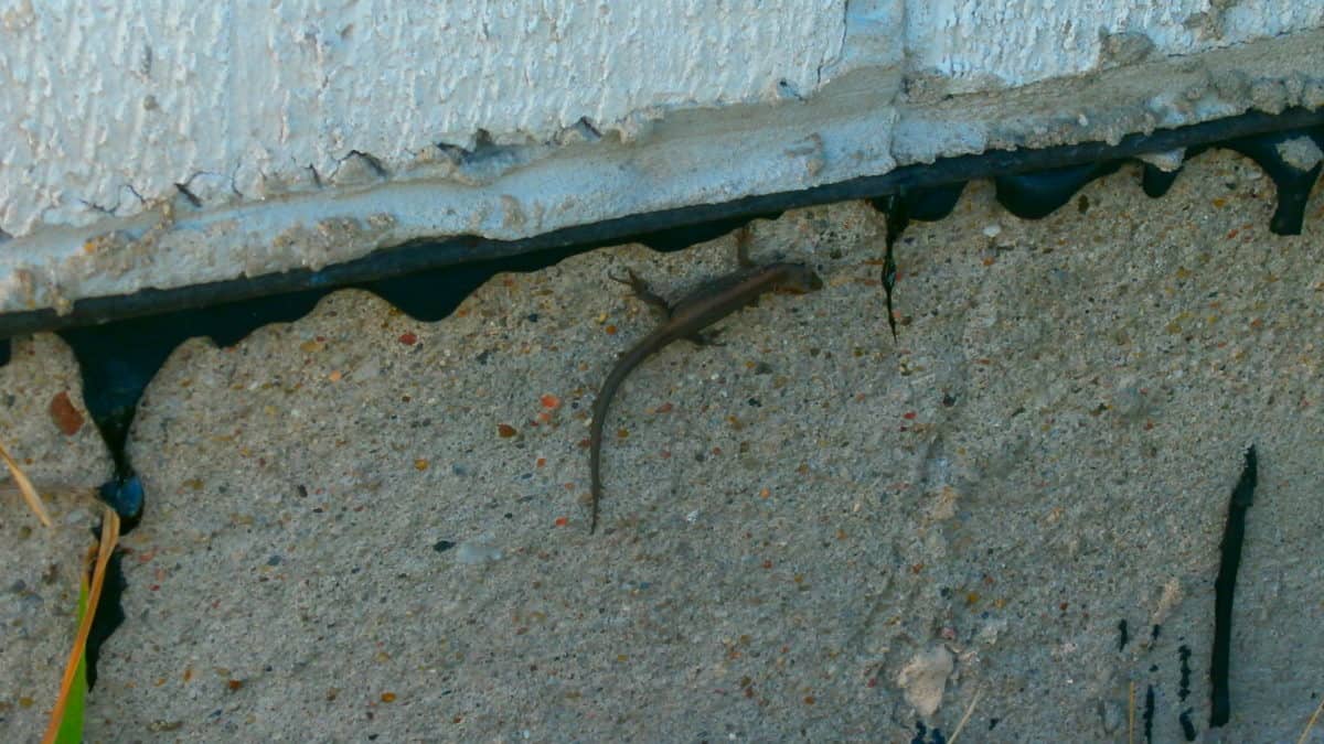 lizard, concrete, stone, wall, animal, syrface, material