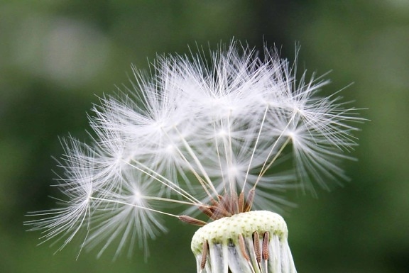 dandelion, detail, seed, outdoor, daylight, summer time, plant, flora