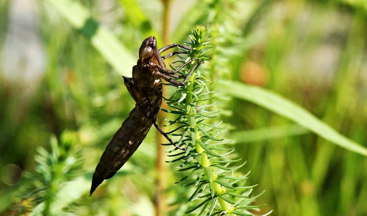 insect, leaf, dragonfly, arthropod, nature, outdoor, plant, garden, green grass